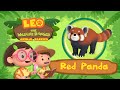 The Red Panda | Releases a smell when scared! | Leo the Wildlife Ranger | Fun Animal Facts