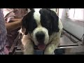 ST. BERNARD COAT SHAVE | THEASA  update | Wildly Indian