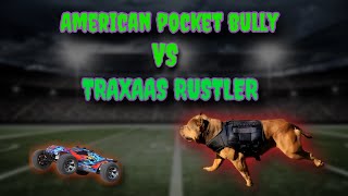 HOW TO WORKOUT YOUR AMERICAN POCKET BULLY!!! by The bully scientist 147 views 5 months ago 12 minutes, 9 seconds