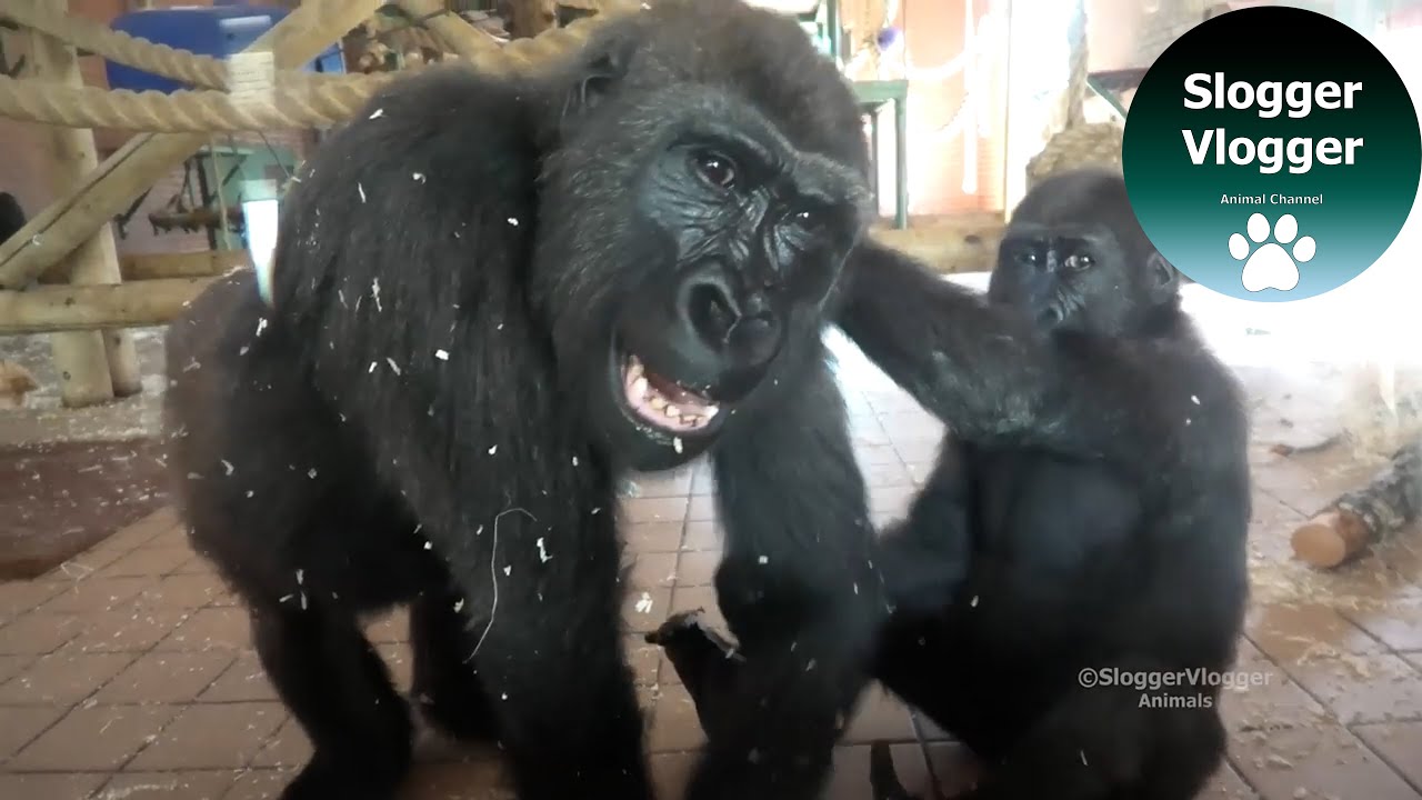 Throwback Compilation Gorilla Brothers Lope And Shufai