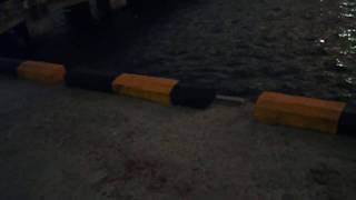 spesie walet lainnya di Nias,  Lintasi Dermaga RIBUAN EKOR BURUNG LINTASAN