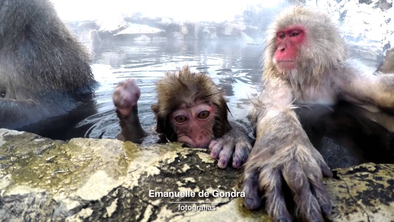 Macacos fofos se juntam para sair na foto em parque no Japão