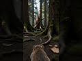 wildlife POV immersive animal world perspective storytelling