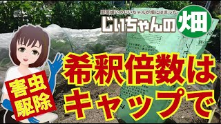 害虫スプレーの希釈量をペットボトルのキャップで計量！夏野菜の大敵、ウリハムシとアブラムシ、テントウムシダマシの忌避剤駆除剤の希釈計量方法