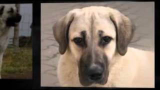 The Anatolian Shepherd Resimi