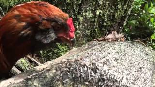 termites eating slow mo chicken