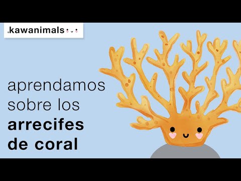 Video: ¿Cuál es el clima en un arrecife de coral?