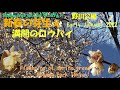 🌴 CTf1  4K 📽 🌺新春の花🌸満開のロウバイ&ソシンロウバイの大木&ヤブツバキ🌲座禅草の芽生え♬野川公園 2022 年初春!Palm tree world