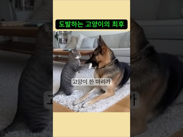 [웃긴짤] 개에게 갑자기 도발하는 고양이의 최후