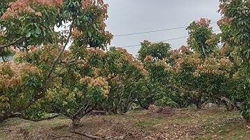 Liệu có còn cơ hội cho các chủ vườn để ghỡ nợ vào năm 2026.