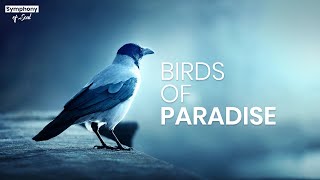 Birds of Paradise - Piano Instrumental, Sad, Emotional Music, Relaxing Sound, Chill, Stress Relief screenshot 1