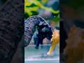 ¡Increíbles secretos de los caballitos de mar! #seahorse #caballitodemar #natural #ocean #short
