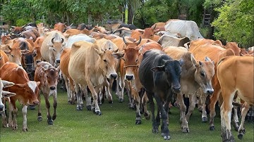COW VIDEO 🐮 Herding Farm Cows to the Barn – Funny Moo Sounds and Beautiful Moments of Animal Life 🐄