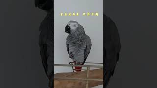 ПОПУГАЙ ВРЕДНАЯ ДЕВОЧКА / ЭВРИКА #animal #parrot