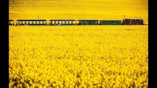 Оно отнесено к лучшим растительным жирам - Рапсовое масло очень полезно! Оно отнесено к лучшим растительным жирам - Рапсовое масло очень полезно!