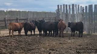 More Cow/Calf Pairs Hauled Out