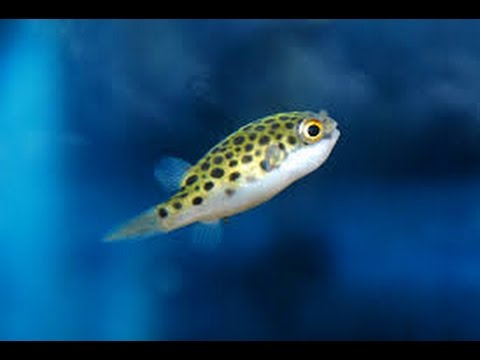 熱帯魚飼育 観賞魚用ミドリフグ 緑河豚 Tetraodon Nigroviridis Youtube