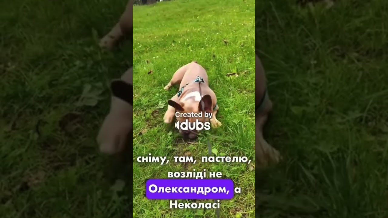 #bulldogfrances #puppy #tandemmtb #frenchbulldog #bulldog #frenchbulldoglife #frenchie #pets #poki