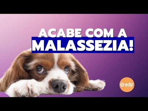 Vídeo: Tratamento de pulgas caseiro para cães