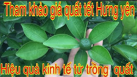 Tham khảo giá quất cảnh.quất tết Hưng yên