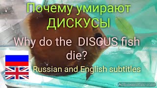 Болезни рыб-паразиты дискусов / Fish diseases-common Discus parasites Болезни рыб-паразиты дискусов / Fish diseases-common Discus parasites