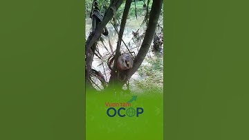 SAU LŨ, MÓN CÁ BỦN DÂNG TỚI MIỆNG #dacsanvietnam #tintuc#shorts #shortvideo