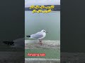 النورس حلق حلق طائر النورس حلق حلق 
