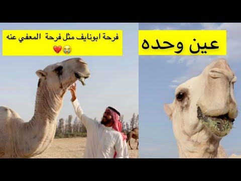 تطور كبير في حالة الجمل ساحوق وفرحة ابو نايف معالج ساحوق