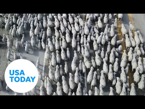 Large herd of sheep take over an Idaho highway | USA TODAY
