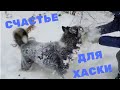 ❄ЗИМНИЕ ЗАБАВЫ❄ // 🐾СИБИРСКИЙ ХАСКИ 🐾 // Счастливая собака❄