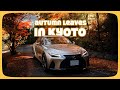 開著Lexus IS 賞紅葉🍁京都小眾之旅紅葉秘境｜京都红叶季