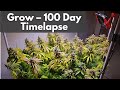 Cannabis SCROG Timelapse – 100 Days in 3 Minutes Clone to Harvest