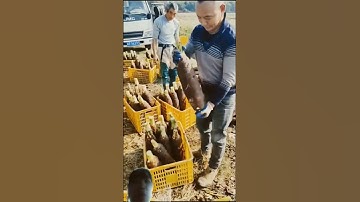 cách Trung Quốc thu hoạch nông sản và cho lên xe số lượng khá nhiều củ cải đường môn hành  hẹ