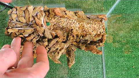 Королевский краб, или как оформить аквариум для леопардового краба | aquarium crab
