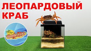 видео: Королевский краб, или как оформить аквариум для леопардового краба | aquarium crab картинка: Королевский краб, или как оформить аквариум для леопардового краба | aquarium crab