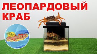 :  ,        | aquarium crab