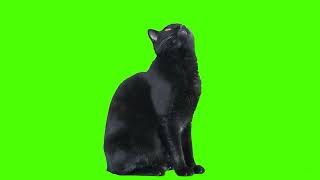 Чёрный кот на хромакее (Для свободного пользования)
