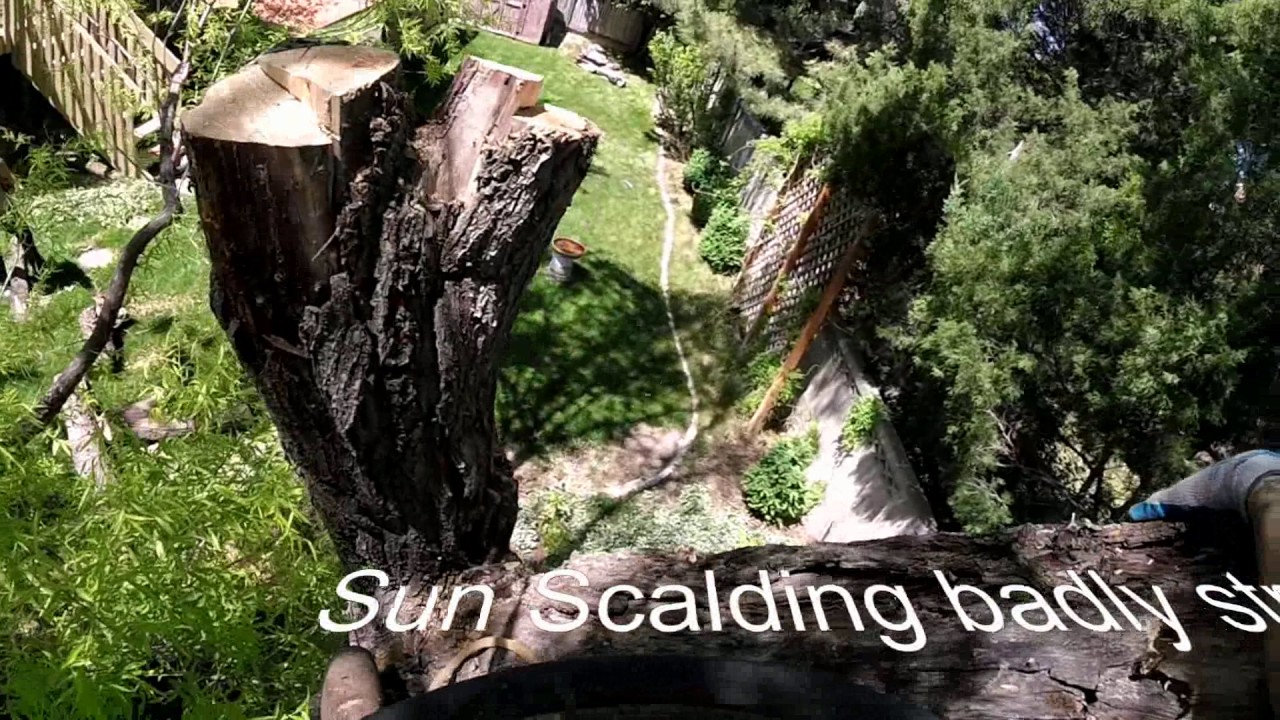 Globe willow dead wood removal