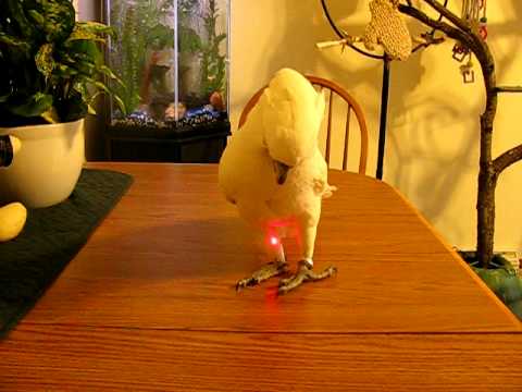 Kiwi with laser pointer