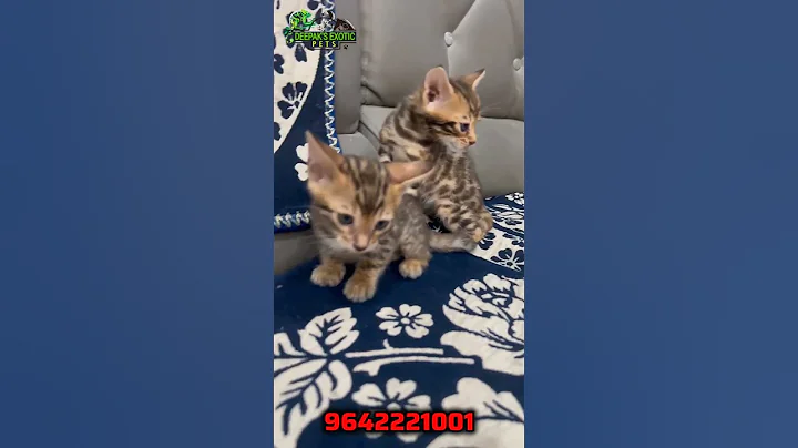Watch the video about "Bengal Cat Kittens Ready for New Homes!" Deepak's exotic pets #rajahmundry 9642221001