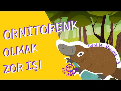 ORNİTORENK OLMAK ZOR İŞ! | Canlılar Dünyası 3- Omurgalı Canlılar