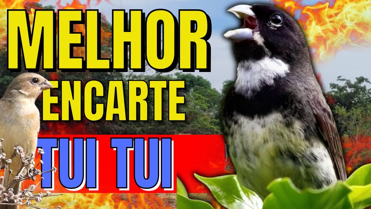 CANTO DE COLEIRO TUI TUI PERFEITO PARA ENCARTE DE PAPA CAPIM ESQUENTAR COLEIRO TUI TUI