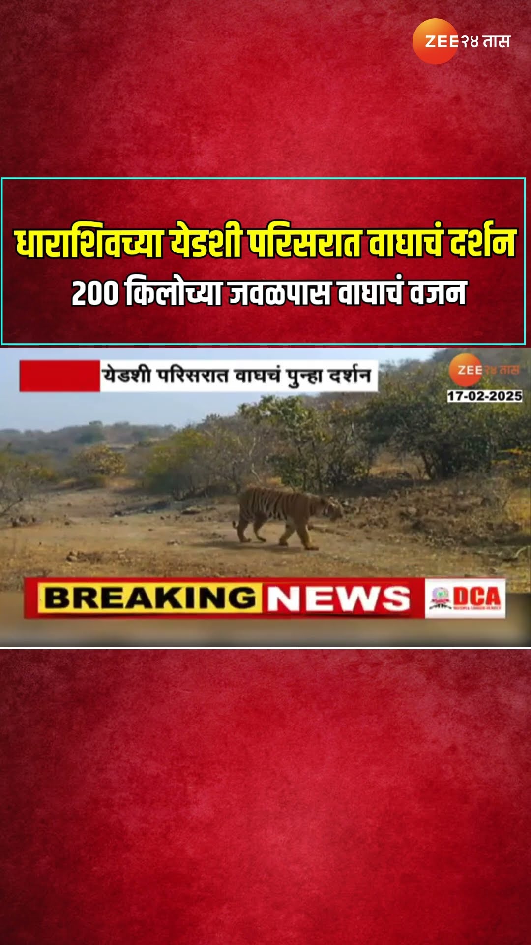 Dharashiv | धाराशिवच्या येडशी परिसरात वाघाचं दर्शन;  200 किलोच्या जवळपास वाघाचं वजन | Zee24Taas
