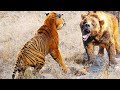 Tigre vs Oso | ¿Quién Ganaría? | EPIC VERSUS