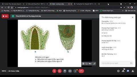 THỰC VẬT DƯỢC (NTTU) tuần 1: MÔ THỰC VẬT (1)