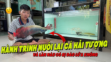 Hành Trình Nuôi Lại Cá Hải Tượng Long | Dòng Cá Nước Ngọt Lớn Nhất Sông Amazon