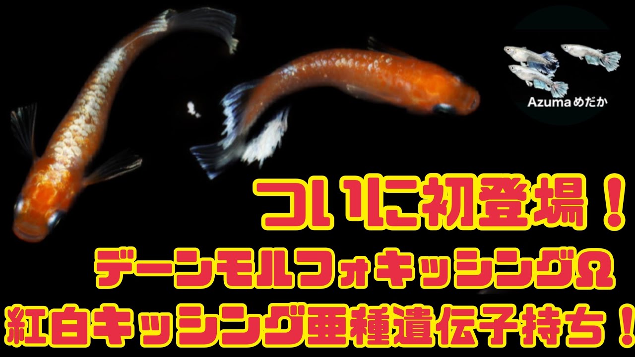 メダカ】ついに初登場！デーンモルフォキッシングΩ！紅白キッシング亜