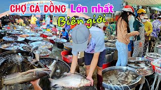 Chợ cá đồng biên giới -  Bán toàn CÁ KHỦNG ở chợ An Phú