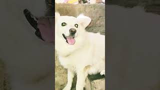 Aap rote q ho...😠 #viral #dogshorts #dog #dogloversdog