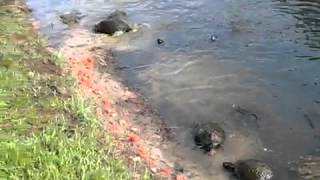 Turtles eating tomatoes
